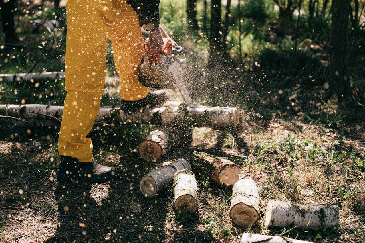 Best Tree Cutting Near Me  in Halsey, OR